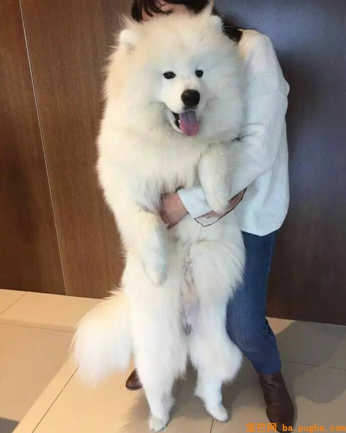 狗狗小时候不要总抱它，不然它会以为本人是长在你身上的！-12.jpeg