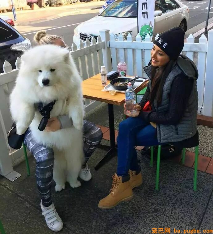 狗狗小时候不要总抱它，不然它会以为本人是长在你身上的！-11.jpeg
