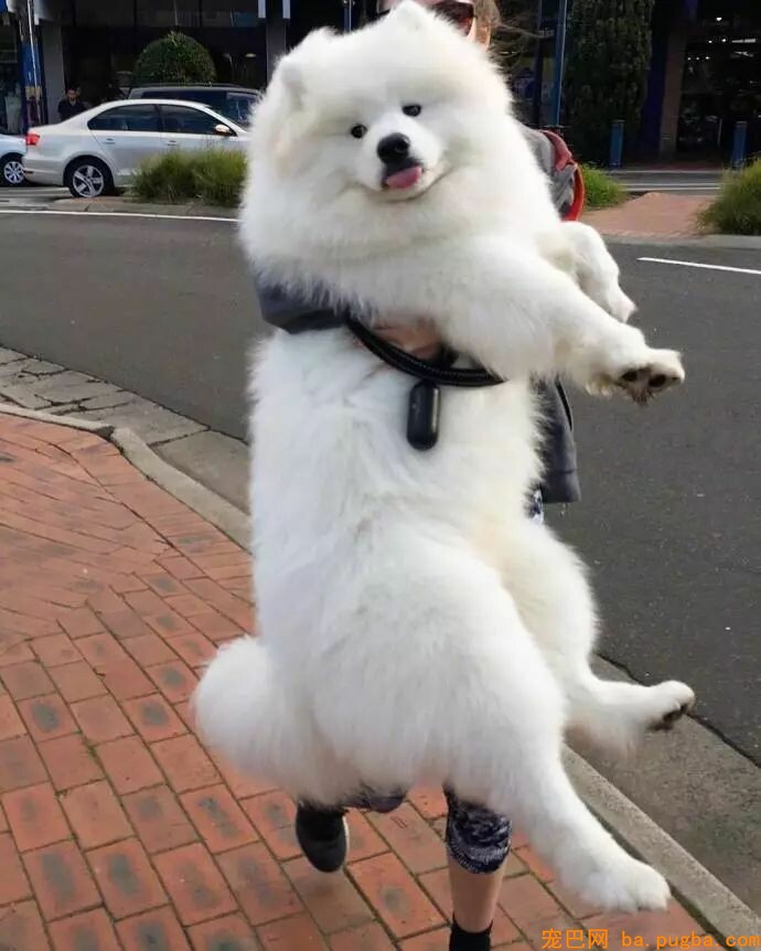 狗狗小时候不要总抱它，不然它会以为本人是长在你身上的！-14.jpeg