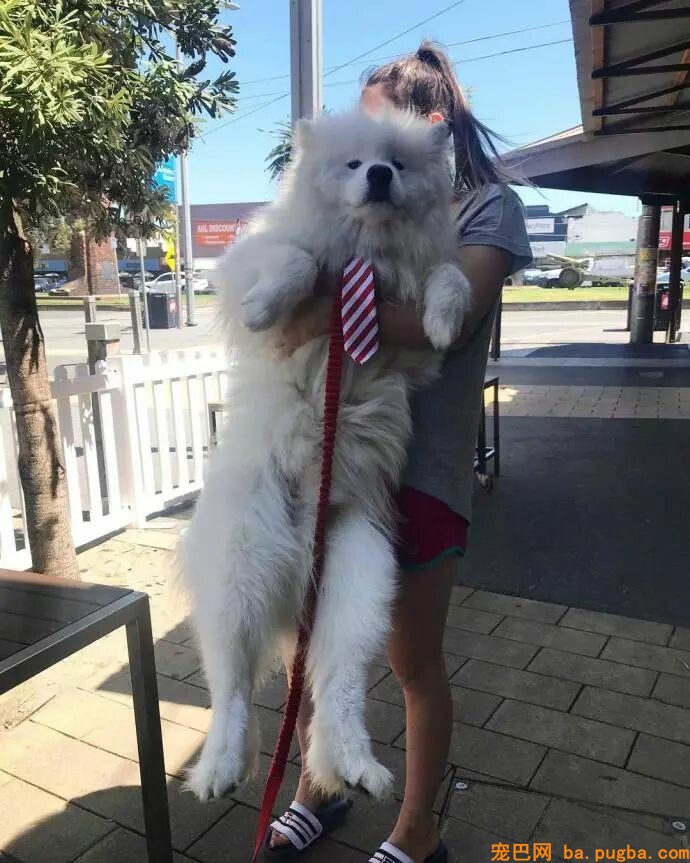 狗狗小时候不要总抱它，不然它会以为本人是长在你身上的！-13.jpeg