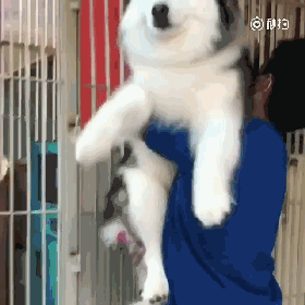 狗狗小时候不要总抱它，不然它会以为本人是长在你身上的！-16.gif