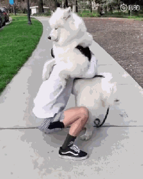 狗狗小时候不要总抱它，不然它会以为本人是长在你身上的！-17.gif