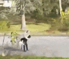 狗狗小时候不要总抱它，不然它会以为本人是长在你身上的！-18.gif