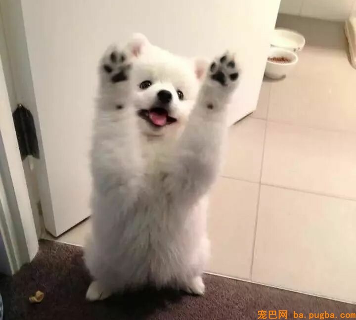 狗狗小时候不要总抱它，不然它会以为本人是长在你身上的！-20.jpeg