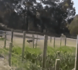 出差的主人终于回家了，狗狗开心成“龙卷风”！-1.gif
