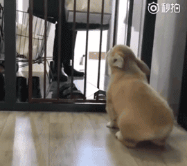 出差的主人终于回家了，狗狗开心成“龙卷风”！-12.gif