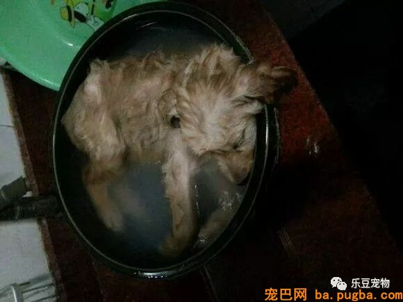 老婆发了张照片说要吃狗肉，看后我赶紧请假回家救狗！-2.jpeg