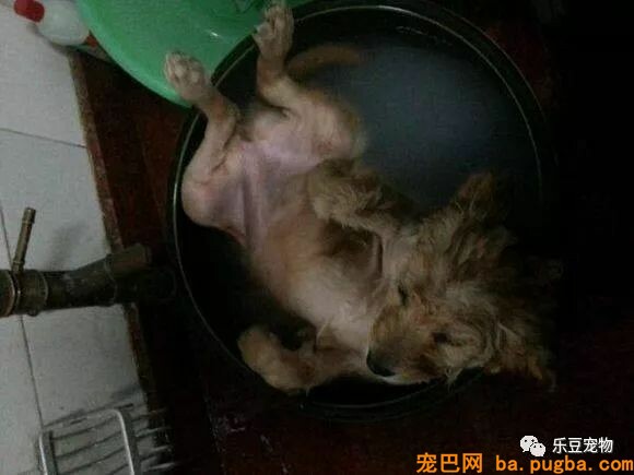 老婆发了张照片说要吃狗肉，看后我赶紧请假回家救狗！-3.jpeg