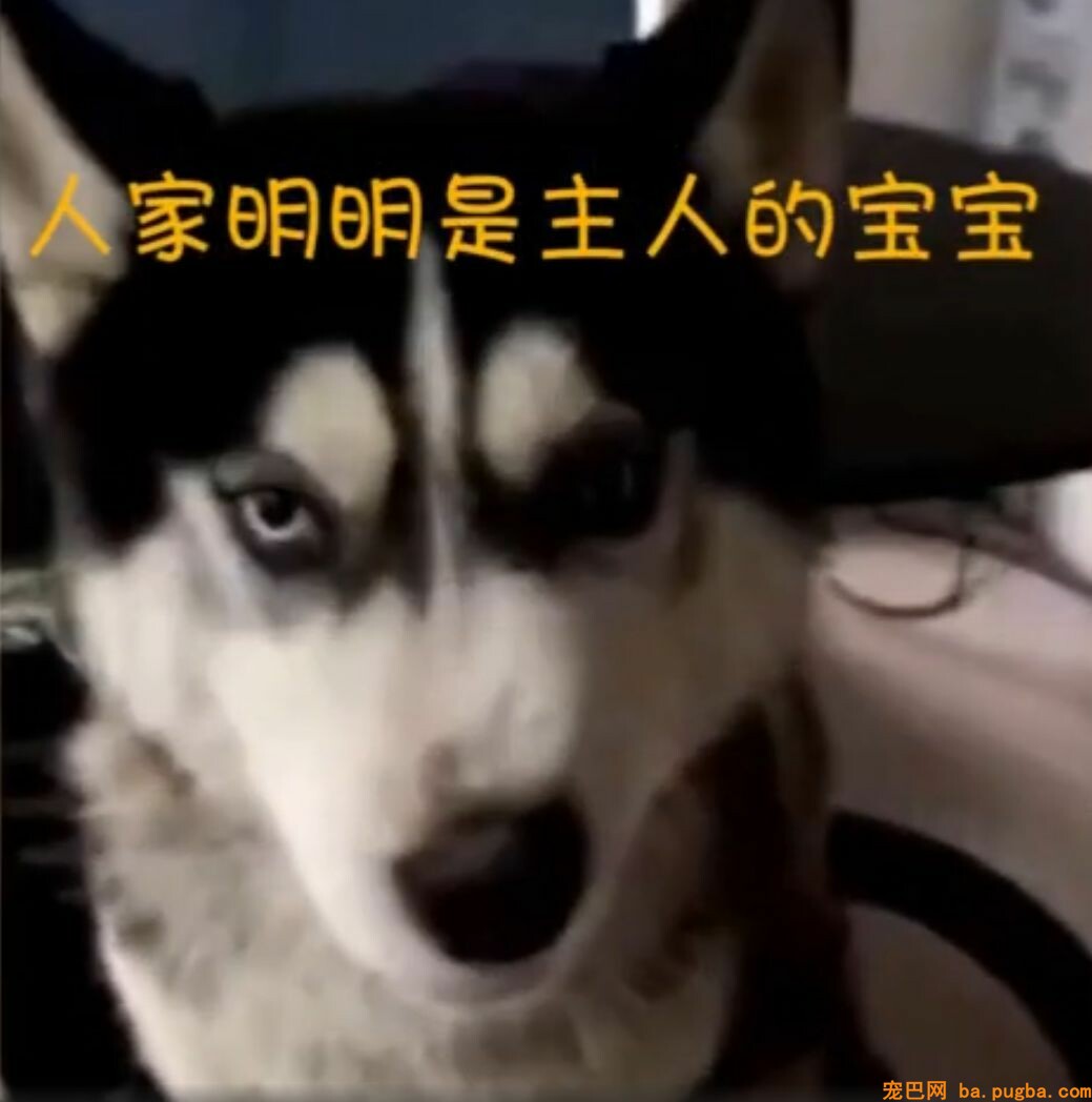 迷路二哈把派出所拆了……民警无奈：我要报警！-3.jpeg