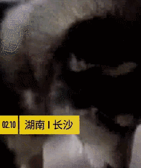 迷路二哈把派出所拆了……民警无奈：我要报警！-1.gif