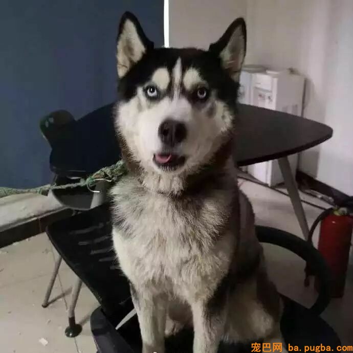 迷路二哈把派出所拆了……民警无奈：我要报警！-4.jpeg