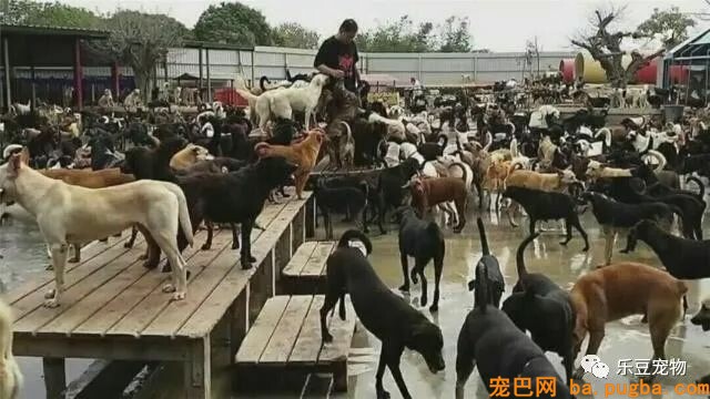 有人说：“有钱救狗，不如救人？”你怎么看？-1.jpeg