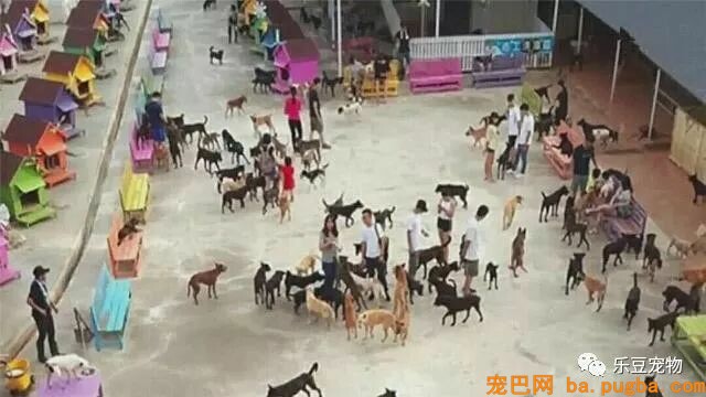 有人说：“有钱救狗，不如救人？”你怎么看？-3.jpeg