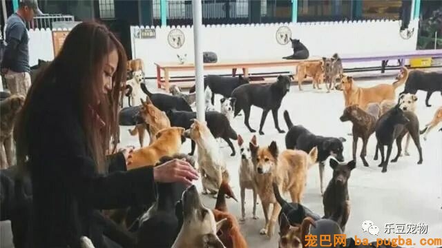 有人说：“有钱救狗，不如救人？”你怎么看？-2.jpeg