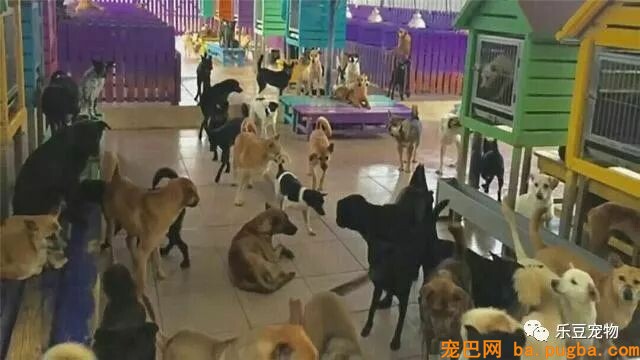 有人说：“有钱救狗，不如救人？”你怎么看？-4.jpeg