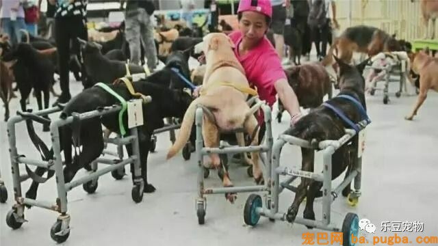 有人说：“有钱救狗，不如救人？”你怎么看？-5.jpeg