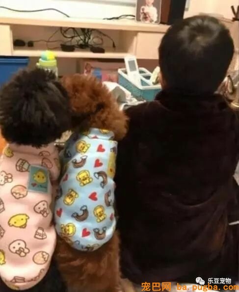 小男孩不小心压倒了泰迪，赶紧抱在怀里抚慰：对不起，对不起……-5.jpeg