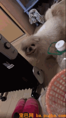 生病躺了一天，被狗子的这个举动，给暖到立马痊愈！-1.gif