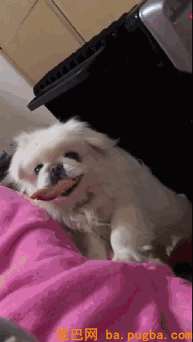 生病躺了一天，被狗子的这个举动，给暖到立马痊愈！-2.gif