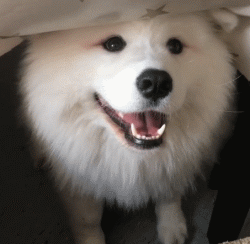 生病躺了一天，被狗子的这个举动，给暖到立马痊愈！-3.gif