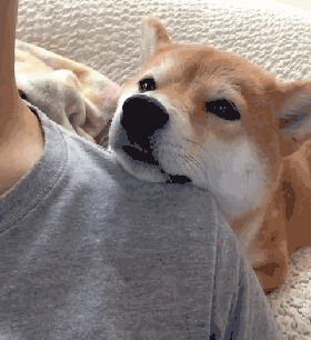 生病躺了一天，被狗子的这个举动，给暖到立马痊愈！-6.gif
