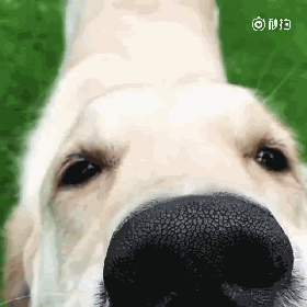 生病躺了一天，被狗子的这个举动，给暖到立马痊愈！-7.gif