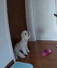 生病躺了一天，被狗子的这个举动，给暖到立马痊愈！-11.gif