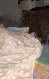 生病躺了一天，被狗子的这个举动，给暖到立马痊愈！-8.gif