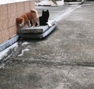 过年期间，用生命在贺年超火小柴宝，终于成功逆袭...-5.gif