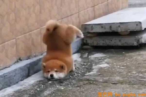 过年期间，用生命在贺年超火小柴宝，终于成功逆袭...-2.jpeg