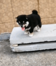 过年期间，用生命在贺年超火小柴宝，终于成功逆袭...-6.gif