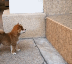 过年期间，用生命在贺年超火小柴宝，终于成功逆袭...-7.gif