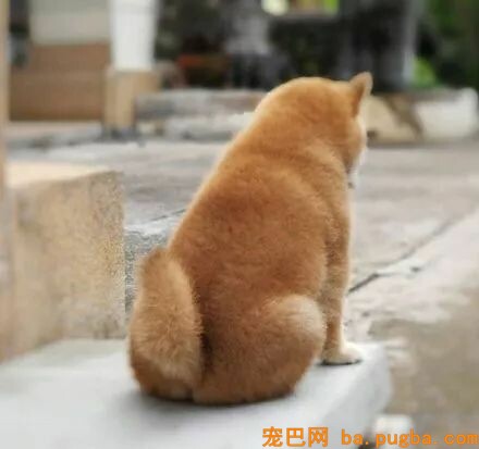 过年期间，用生命在贺年超火小柴宝，终于成功逆袭...-9.jpeg