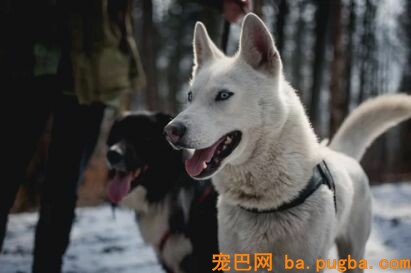 你家买的狗到底值不值？中招的不仅是你……-2.jpeg