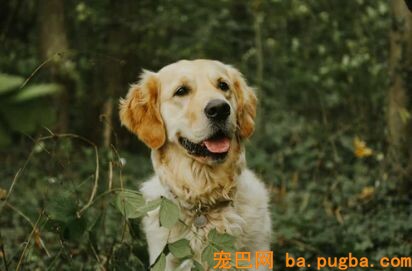 你家买的狗到底值不值？中招的不仅是你……-11.jpeg