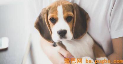 你家买的狗到底值不值？中招的不仅是你……-24.jpeg