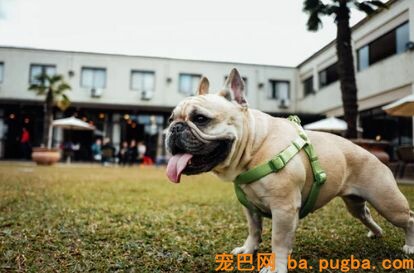 你家买的狗到底值不值？中招的不仅是你……-26.jpeg