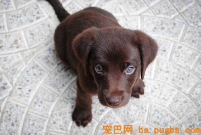 你家买的狗到底值不值？中招的不仅是你……-27.jpeg