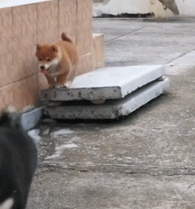 那只“下巴着地”贺年的柴犬宝宝，终于跳上了高台阶！-2.gif