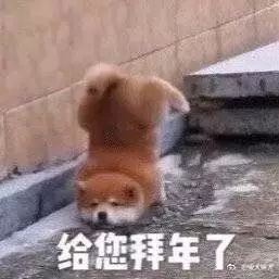 那只“下巴着地”贺年的柴犬宝宝，终于跳上了高台阶！-1.jpeg