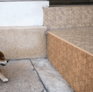 那只“下巴着地”贺年的柴犬宝宝，终于跳上了高台阶！-4.gif