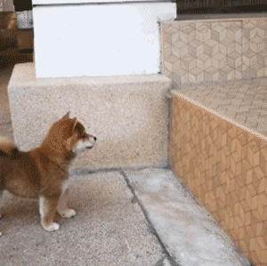 那只“下巴着地”贺年的柴犬宝宝，终于跳上了高台阶！-3.gif
