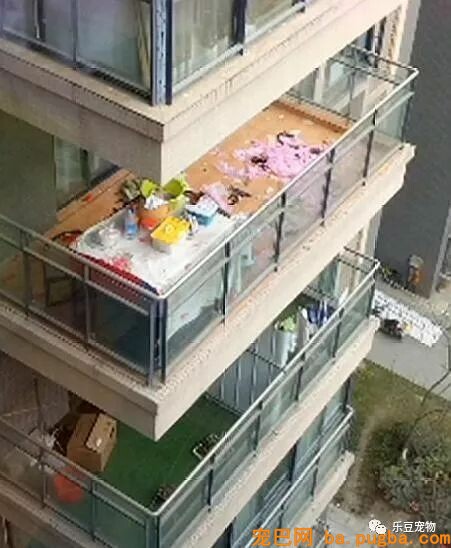 男子阳台赏景，却看到二哈的拆家画面，一狗一人的对视充满花火！-1.jpeg