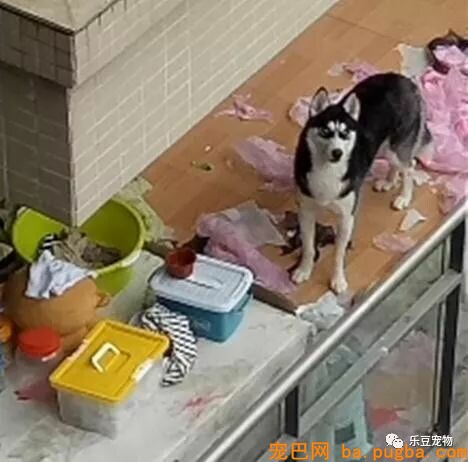 男子阳台赏景，却看到二哈的拆家画面，一狗一人的对视充满花火！-3.jpeg