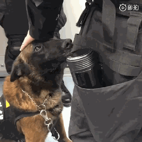 警犬上班期间向同事撒娇讨摸摸，成果萌翻了一片网友！-1.gif