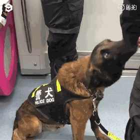 警犬上班期间向同事撒娇讨摸摸，成果萌翻了一片网友！-4.gif