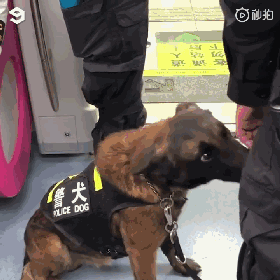 警犬上班期间向同事撒娇讨摸摸，成果萌翻了一片网友！-3.gif