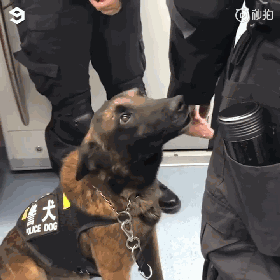 警犬上班期间向同事撒娇讨摸摸，成果萌翻了一片网友！-2.gif