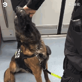 警犬上班期间向同事撒娇讨摸摸，成果萌翻了一片网友！-7.gif