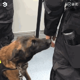 警犬上班期间向同事撒娇讨摸摸，成果萌翻了一片网友！-5.gif